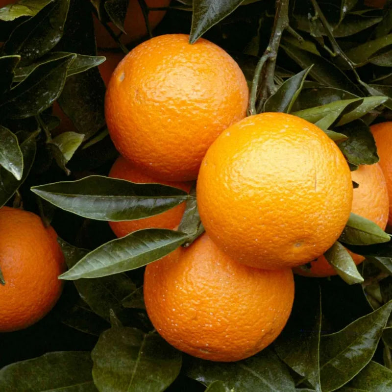 Apelsinas