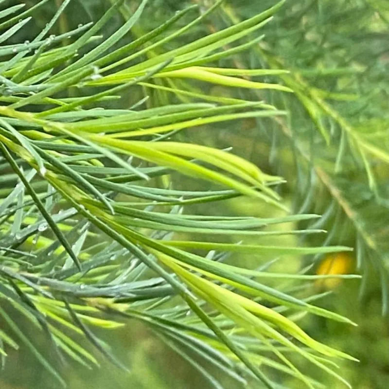 Arbatmedis