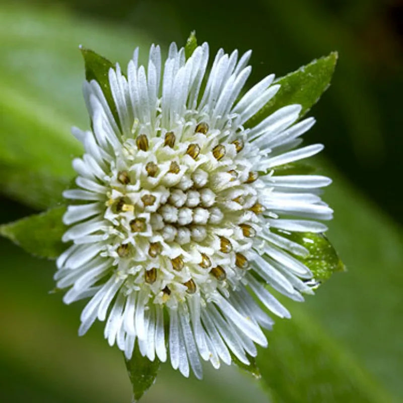 Bhringraj