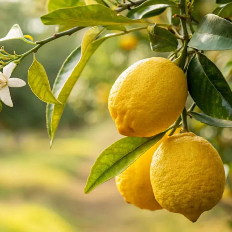 Citrina