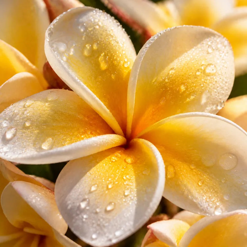 Frangipanis