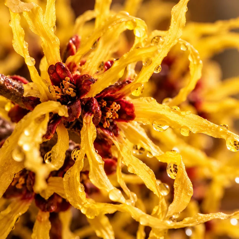 Hamamelis