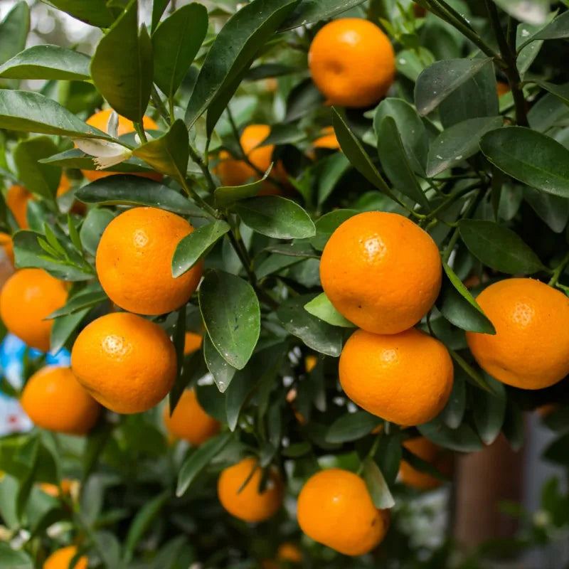 Mandarinas