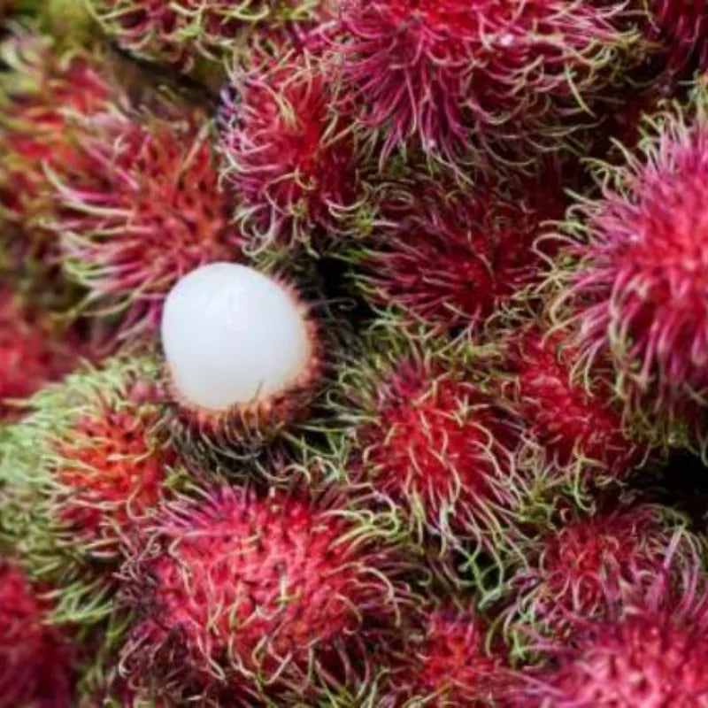 Rambutanas