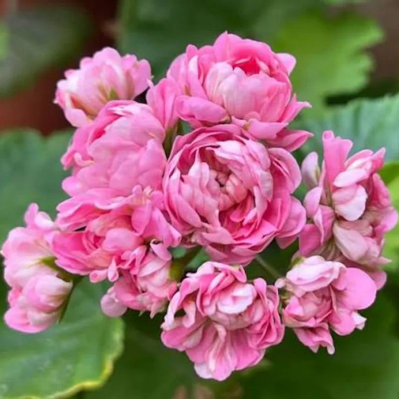 Rožinė pelargonija