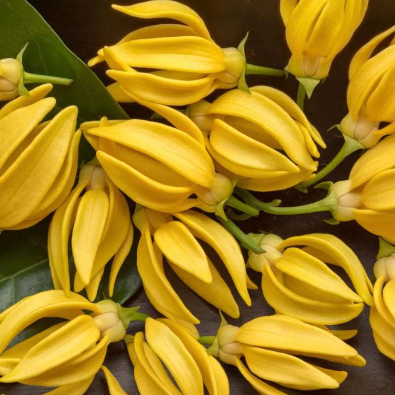 Ylang-ylang